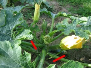 Comment pincer les courgettes ?