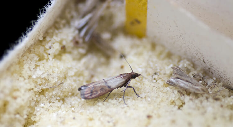 Comment se débarrasser des mites alimentaires ?