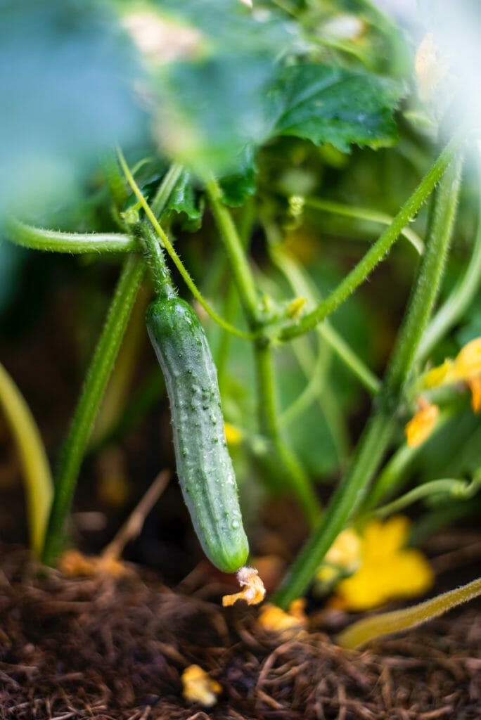 pincer les courgettes pour améliorer la production de votre potager